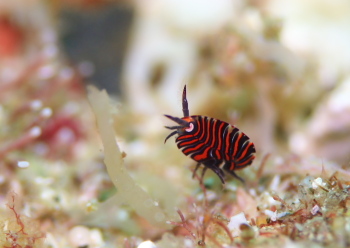 スベヨコエビの仲間