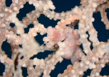 ピグミーシーホース