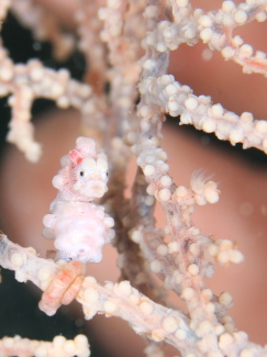 ピグミーシーホース