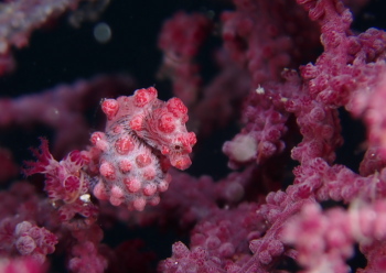 ピグミーシーホース