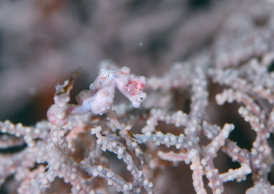 ピグミーシーホース