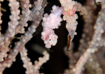 ピグミーシーホース