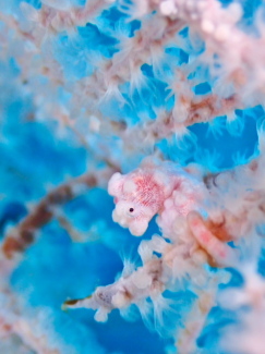 ピグミーシーホース