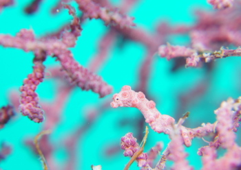 ピグミーシーホース