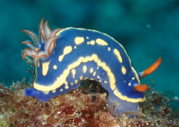 アオウミウシ