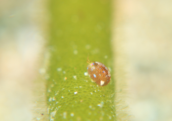 マキエホテイヨコエビ