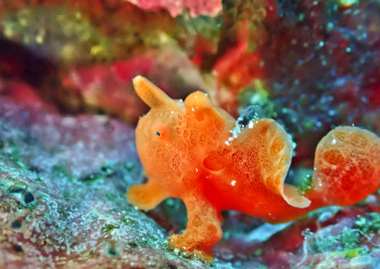 オオモンカエルアンコウyg