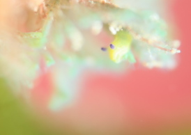 コミドリリュウグウウミウシ