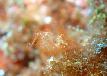 フィコカリス・シムランス