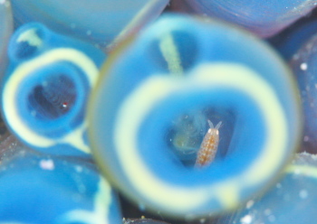 ツバサヨコエビ