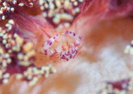 ナカソネカニダマシ