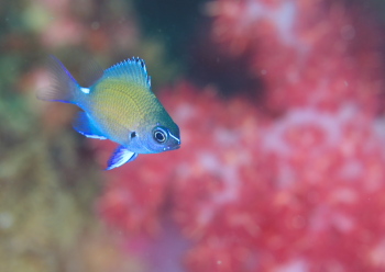 アマミスズメダイ