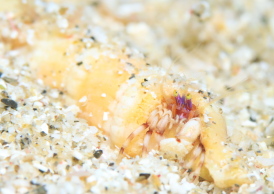 ディオゲネス・ドロテアエ