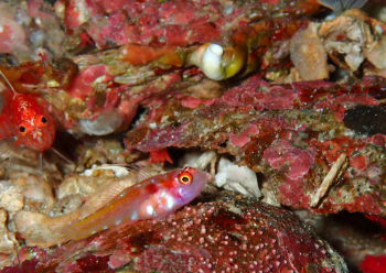 カタボシニシキベニハゼ