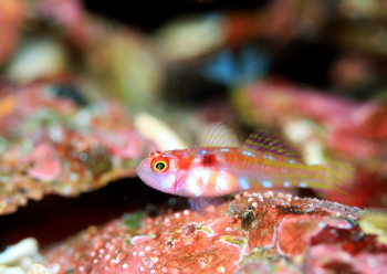 カタボシニシキベニハゼ