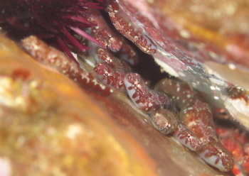 メシマウバウオ属