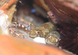 メシマウバウオ属