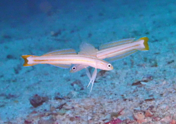 スジクロユリハゼ