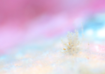 ジョオウミノウミウシ