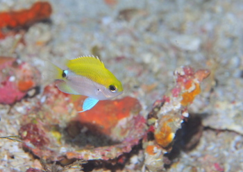 オビトウカイスズメダイ