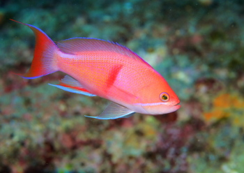 アカオビハナダイ