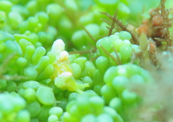 フリソデミドリガイ