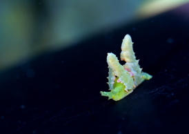 フリソデミドリガイ