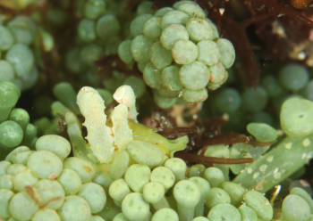 フリソデミドリガイ