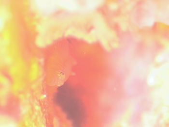 イレズミハゼSP