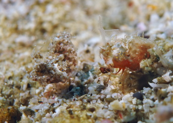 サガミツノメエビ