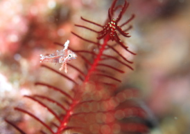 セジロノドグロベラ