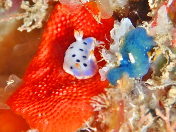 ウスイロウミウシ