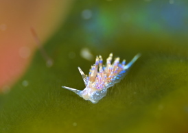 セトミノウミウシ