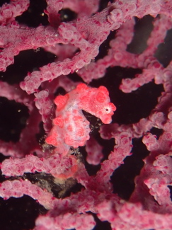 ピグミーシーホース