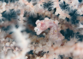 ピグミーシーホース