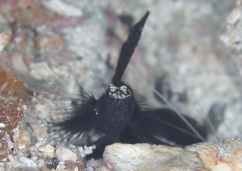 ホタテツノハゼ