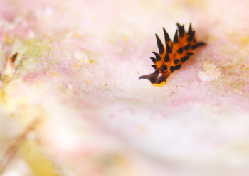 ツマグロモウミウシ