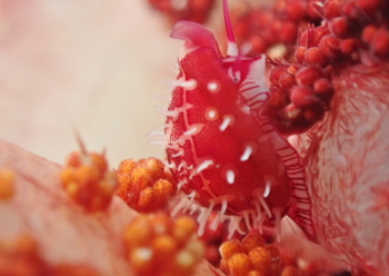 テンロクケボリガイ