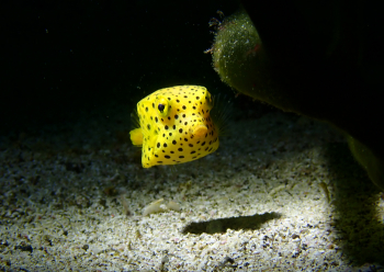 ミナミハコフグ