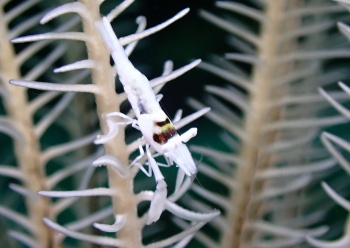 ラオメネス・コルヌトゥス