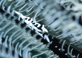 ラオメネス・コルヌトゥス