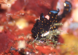 クマドリカエルアンコウ