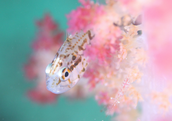 イナズマヒカリイシモチ