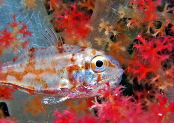 イナズマヒカリイシモチ