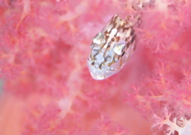 イナズマヒカリイシモチ