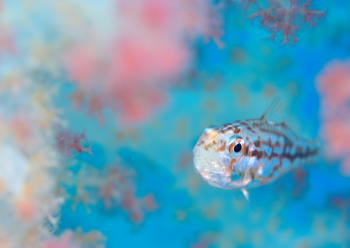 イナズマヒカリイシモチ