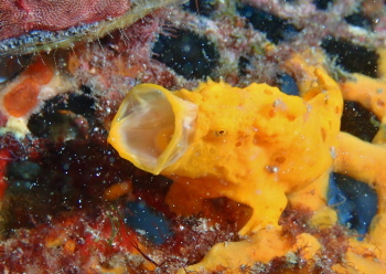 イロカエルアンコウ