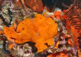 イロカエルアンコウ