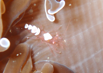 ヒメイソギンチャクエビ