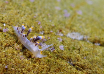 ユウグレミノウミウシ